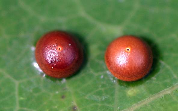 Гусеница большой гарпии (Dicranura vinula)