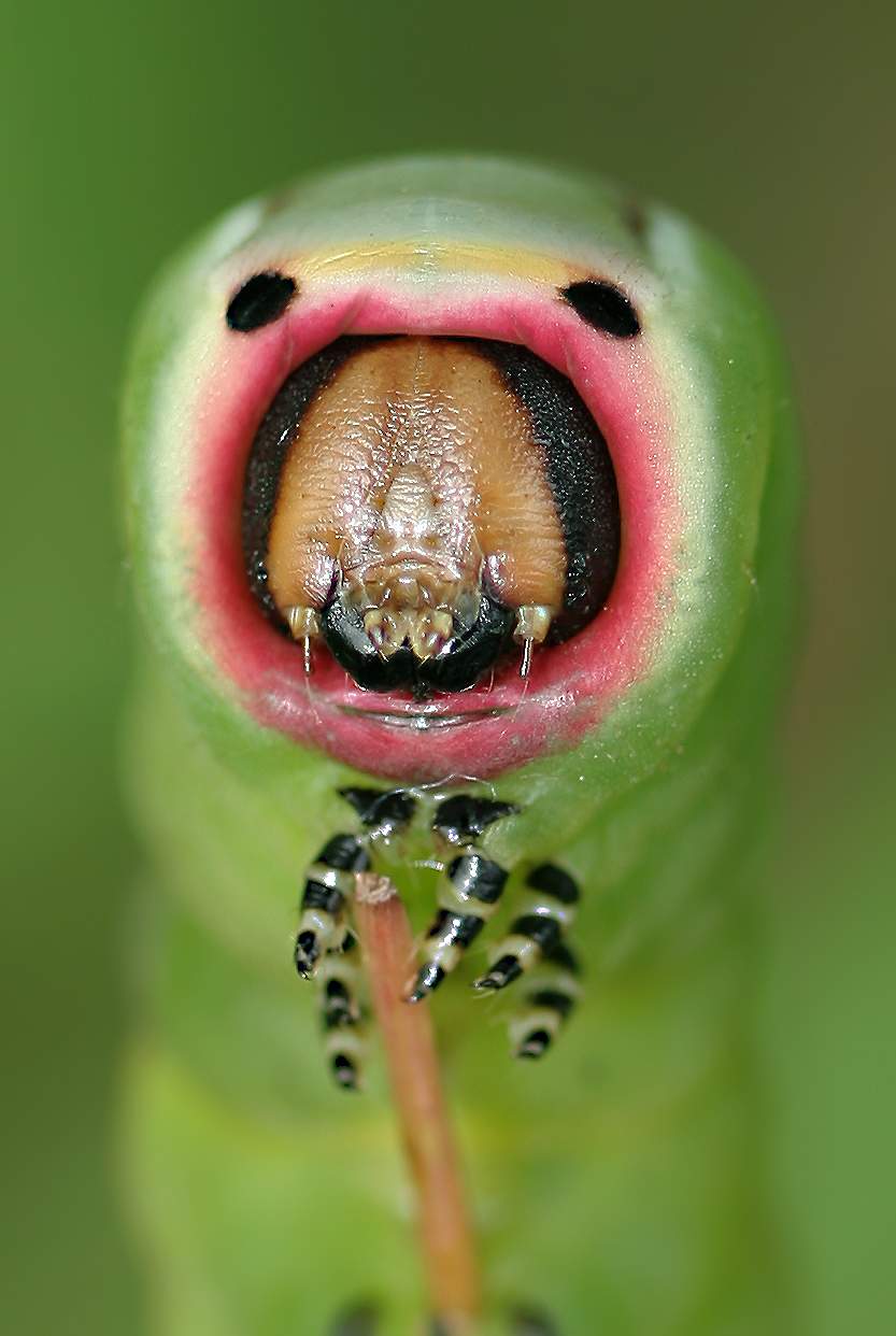 Гусеница большой гарпии (Dicranura vinula)