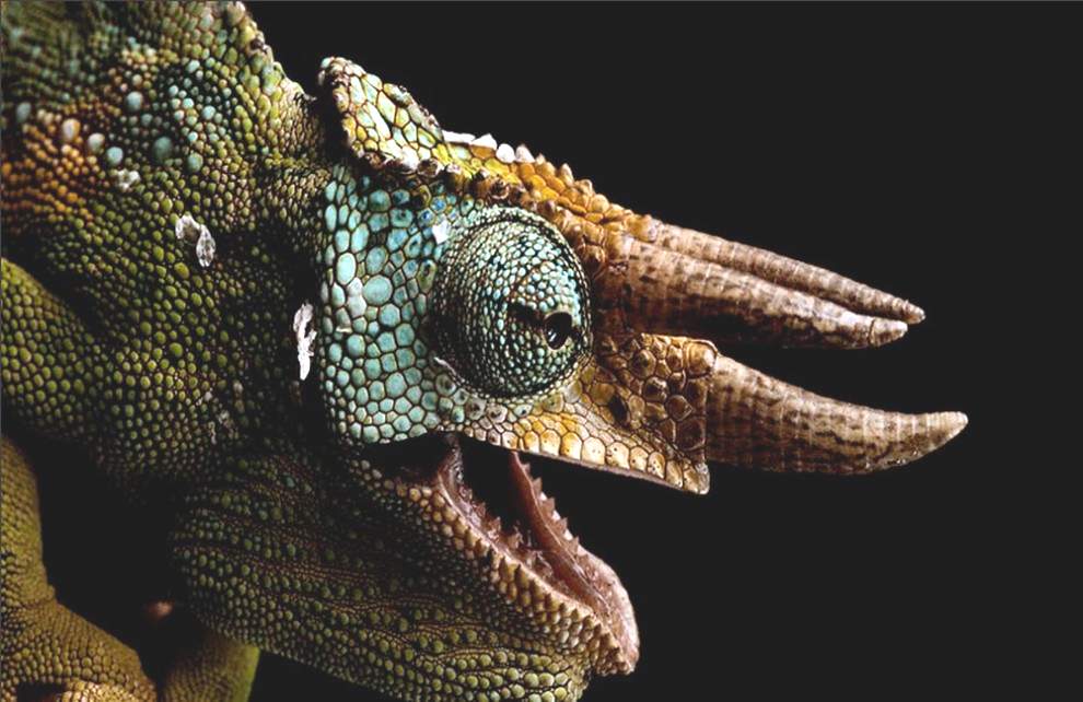  Веки хамелеона соединены вместе, оставив только крошечную дырочку для зрачка. Хамелеоны могут двиагть глазами независимо друг от друга, однако при виде добычи оба глаза тут же фокусируются в одном направлении.