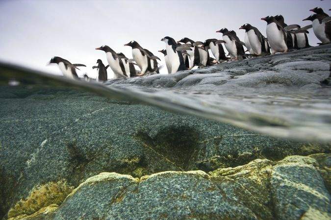 А сверху съезжали по ледяной горке вереницы всё новых и новых пингвинов