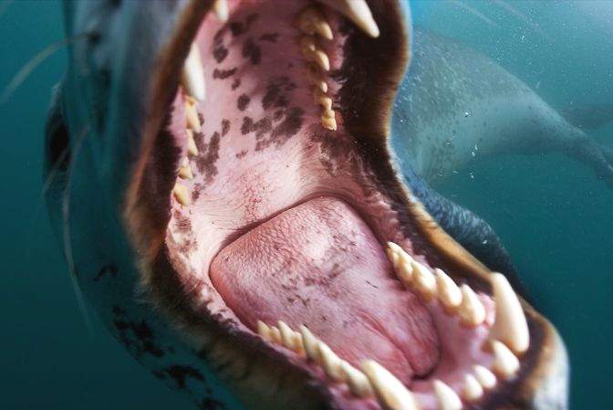 морской леопард – жестокий хищник с огромной головой, похожей на голову рептилии, разинутой пастью и острыми как нож зубами. 