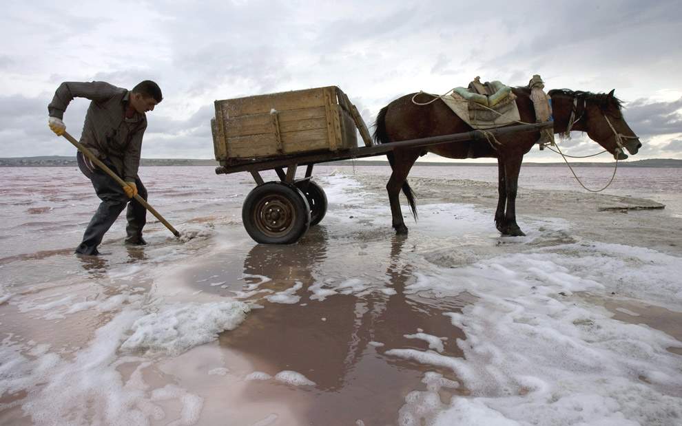 Местные жители собирают столовую соль из озера с помощью лошадей