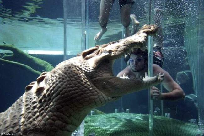 Гребнистые крокодилы (Saltwater crocodiles), которых в Австралии называют sаlties, являются крупнейшими представителями своего вида на планете.