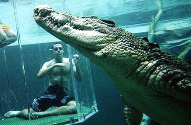 Гребнистые крокодилы (Saltwater crocodiles), которых в Австралии называют sаlties, являются крупнейшими представителями своего вида на планете.