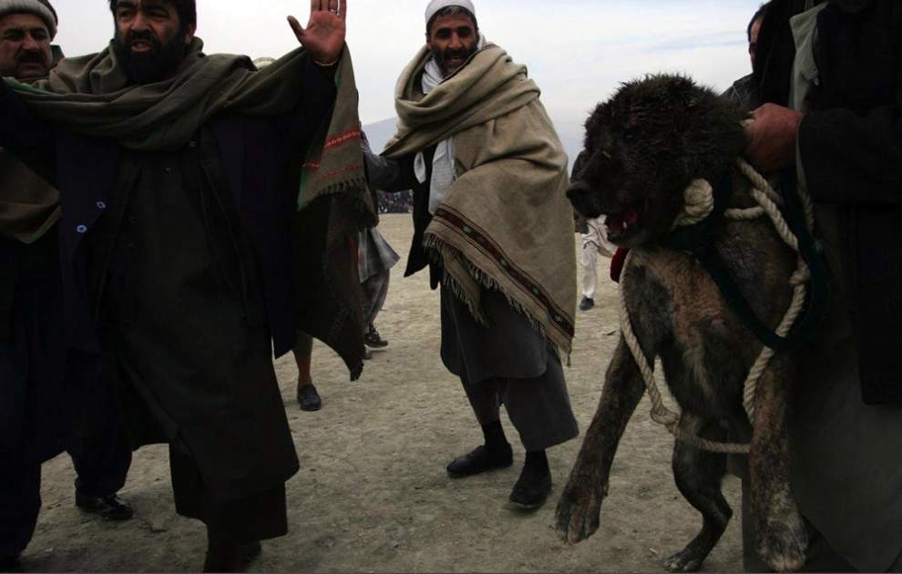 В рамках народной селекции собачьи бои проводятся не только в Средней Азии, но и на Кавказе, в Турции, Иране, Афганистане