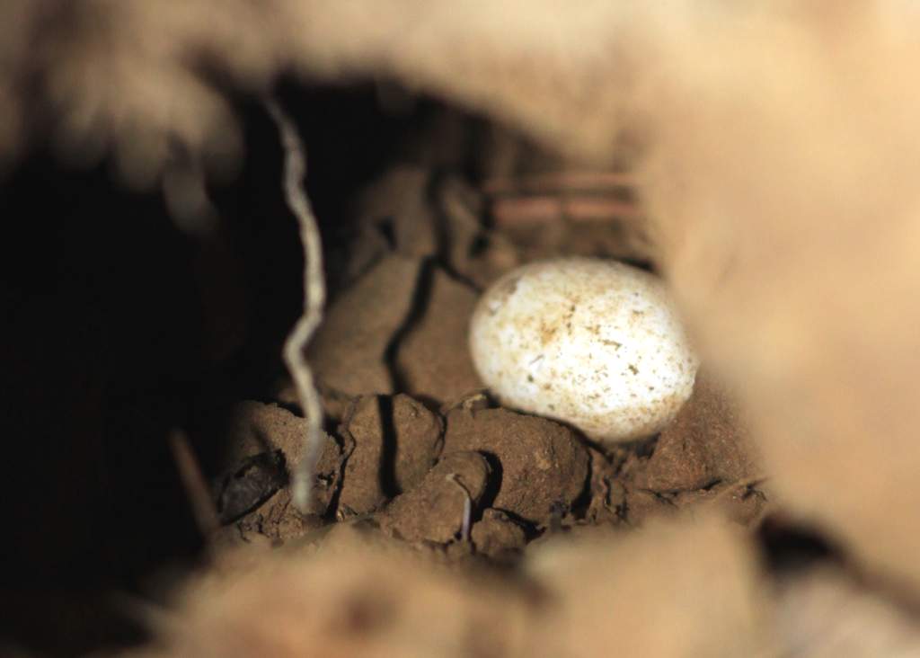 Весной самки роют особые маленькие норы, куда с помощью лап и рта переносят кладку из 8–15 яиц,