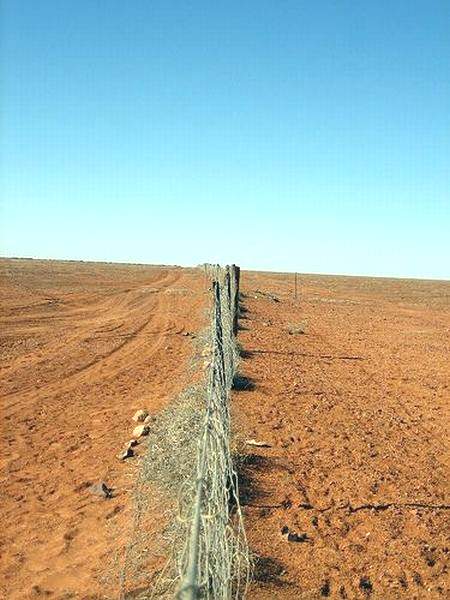 Австралийский противодинговый забор