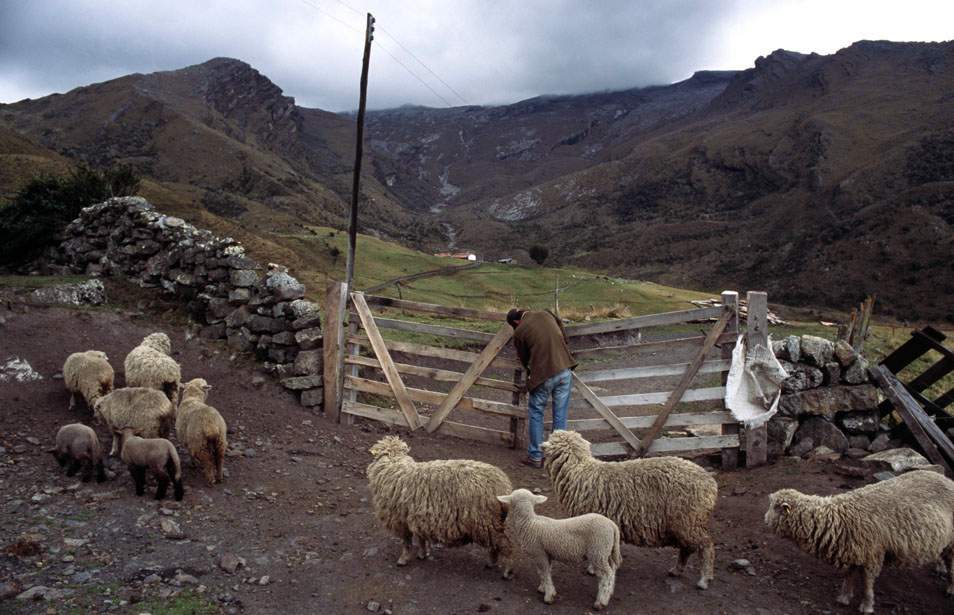 Овцы-мериносы у входа в Посада Сьерра Невада, постоялый дом сделанный в альпийском стиле и расположенный на высоте 3,96 км. 