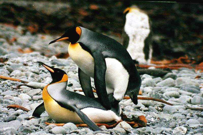 На острове пингвины обычно образуют колонии до 500 тысяч особей