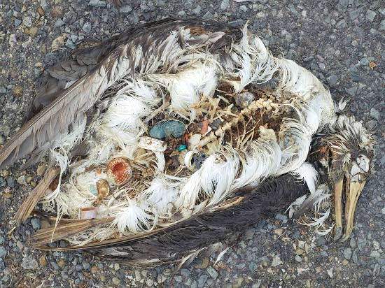 Очень сильно страдают от пластикового мусора альбатросы.