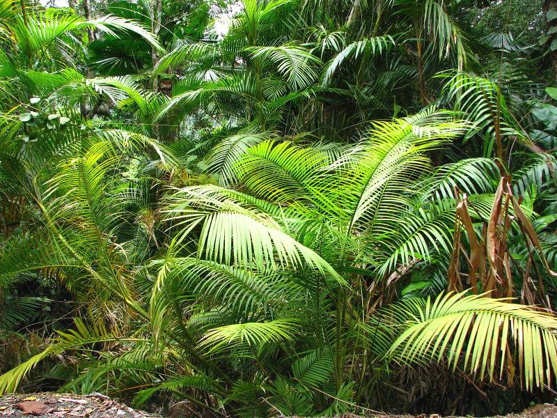 Лиановидная пальма ротанг (род Calamus, семейство пальмовых).