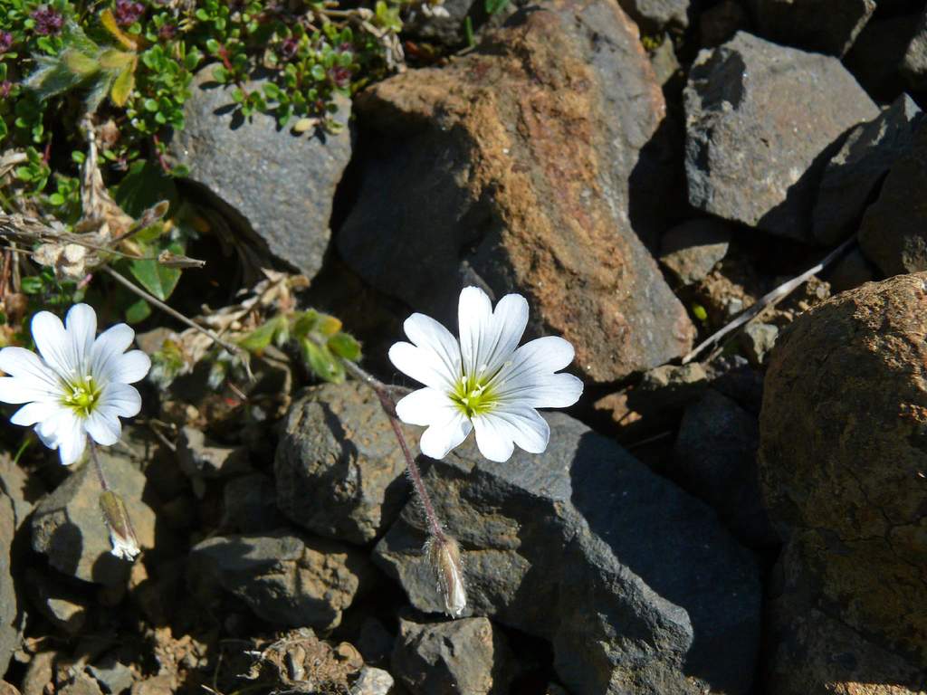 Цветковое растение – ясколка альпийская (Cerastium alpinum, из семейства гвоздичных)
