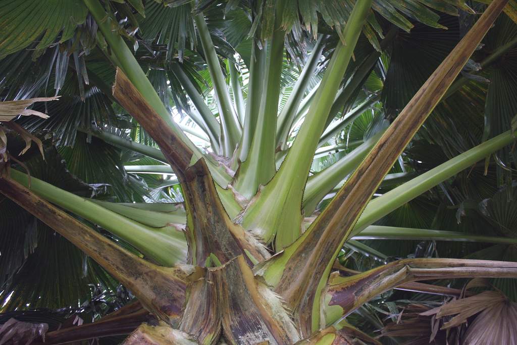 Пальма корифа зонтичная (Corypha umbraculifera).