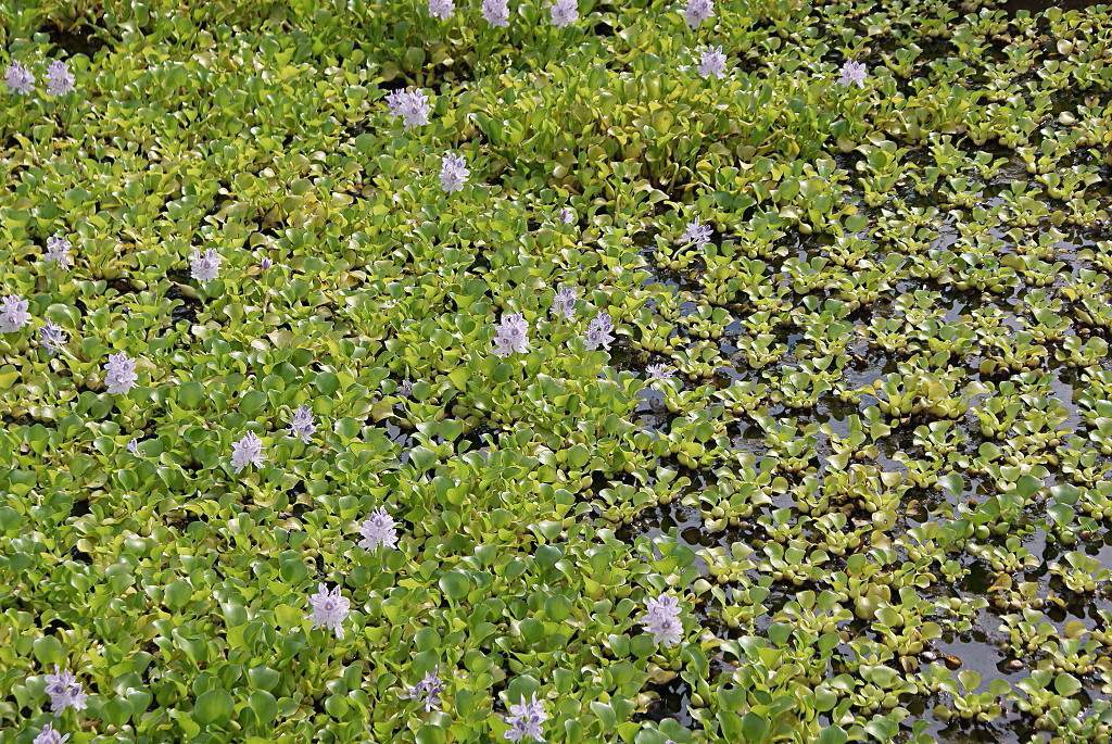 Водный гиацинт, или эйхорния толстоножковая Eichhornia crassipes.