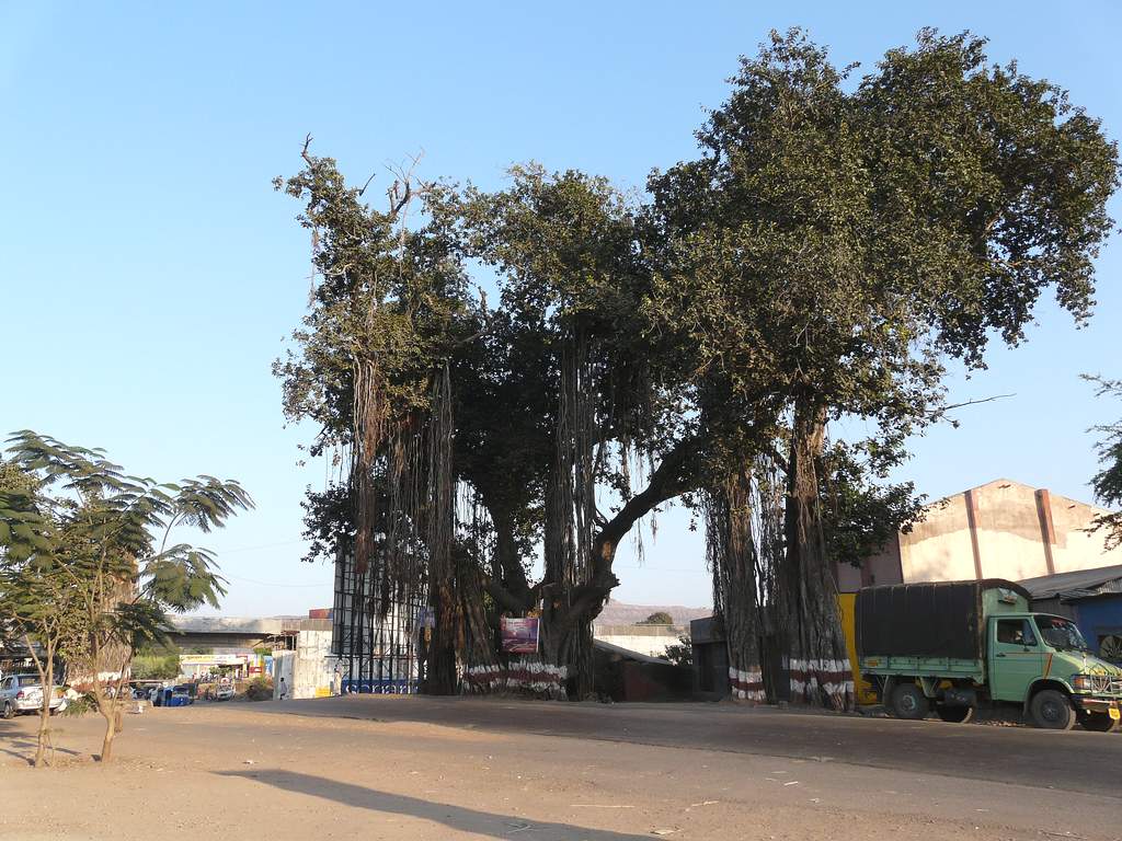 Индийский баньян, или фикус бенгальский (Ficus bengalensis, из семейства тутовых).