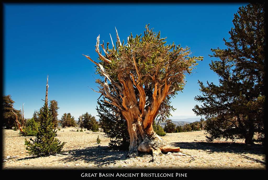 Сосна остистая (Pinus longaeva или P.aristata).