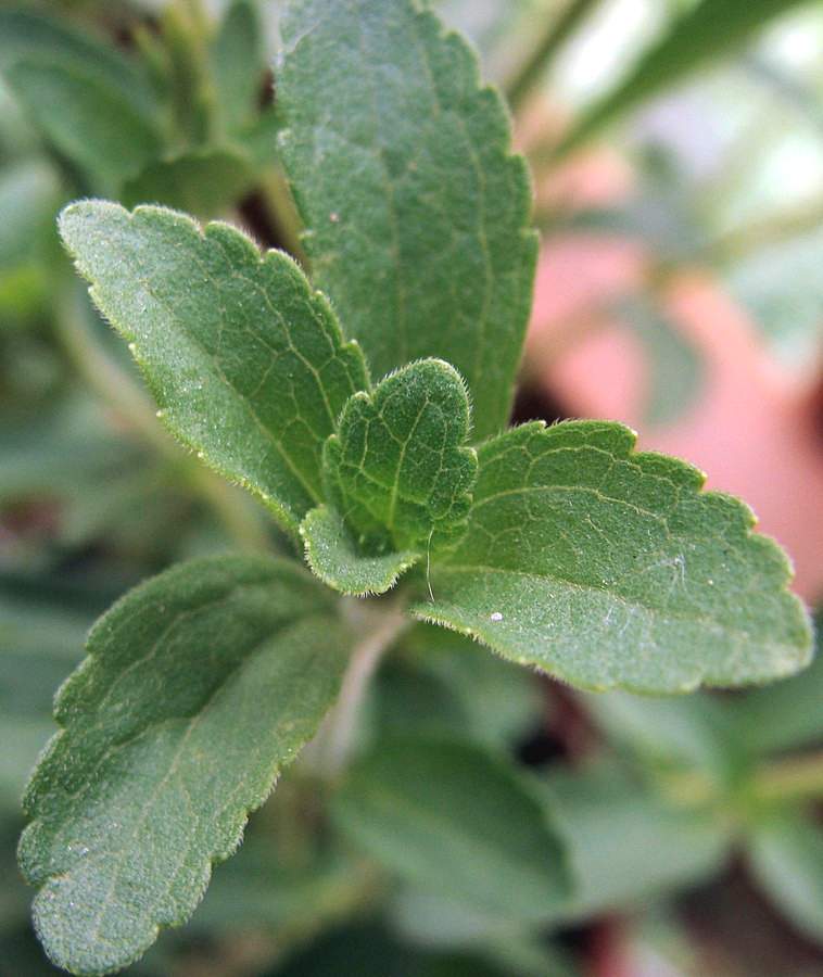 Стевии Ребо (Stevia rebaudiana) – растения из семейства сложноцветных.