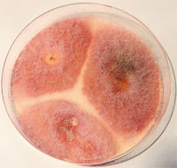 Фузариум мятликов (Fusarium poae) — грибы рода Фузариум. 