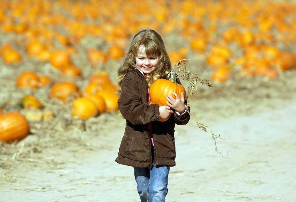 4-летняя Дакота Магнусон из Бойса, штат Айдахо, несет тыкву по семейному тыквенному полю 25 октября в Нампе, штат Айдахо. (Charlie Litchfield, Idaho Press-Tribune / AP)