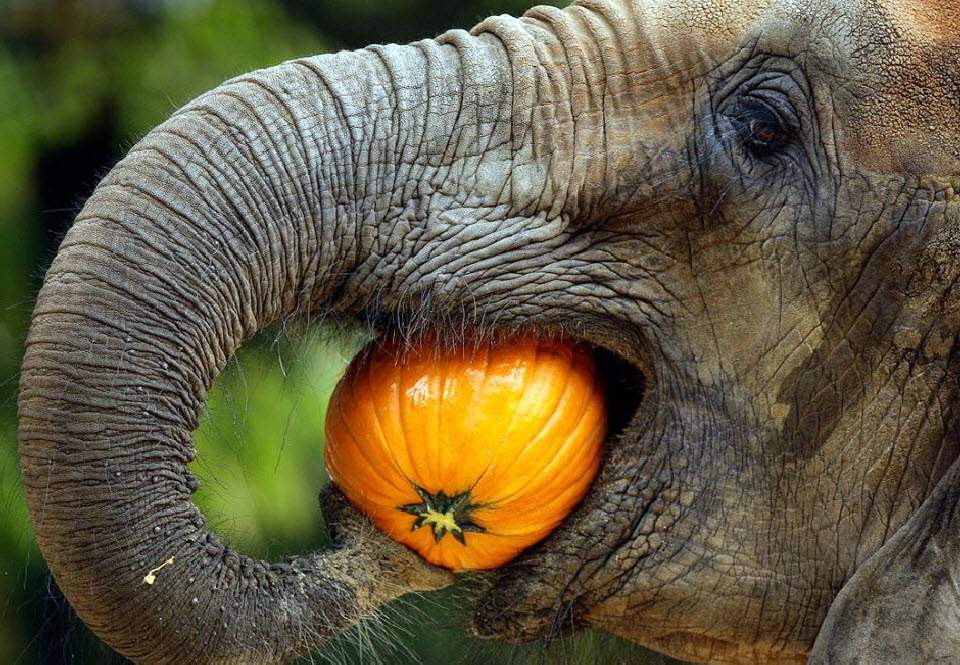 Африканский слон Феликс ест тыкву в зоопарке в Балтиморе 23 октября. (Rob Carr, AP)