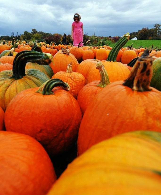 Девочка с братом выбирают тыквы на местной ферме в Калвертоне, штат Мэриленд, 24 октября. (Jewel Samad, AFP / Getty Images)