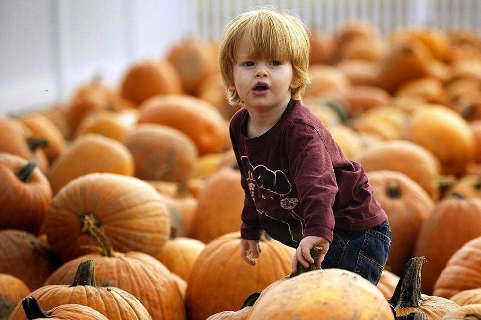 Мальчик пробирается через тыквы на тыквенной ферме 22 октября в Истоне, штат Мэриленд. (Jim Watson, AFP / Getty Images)