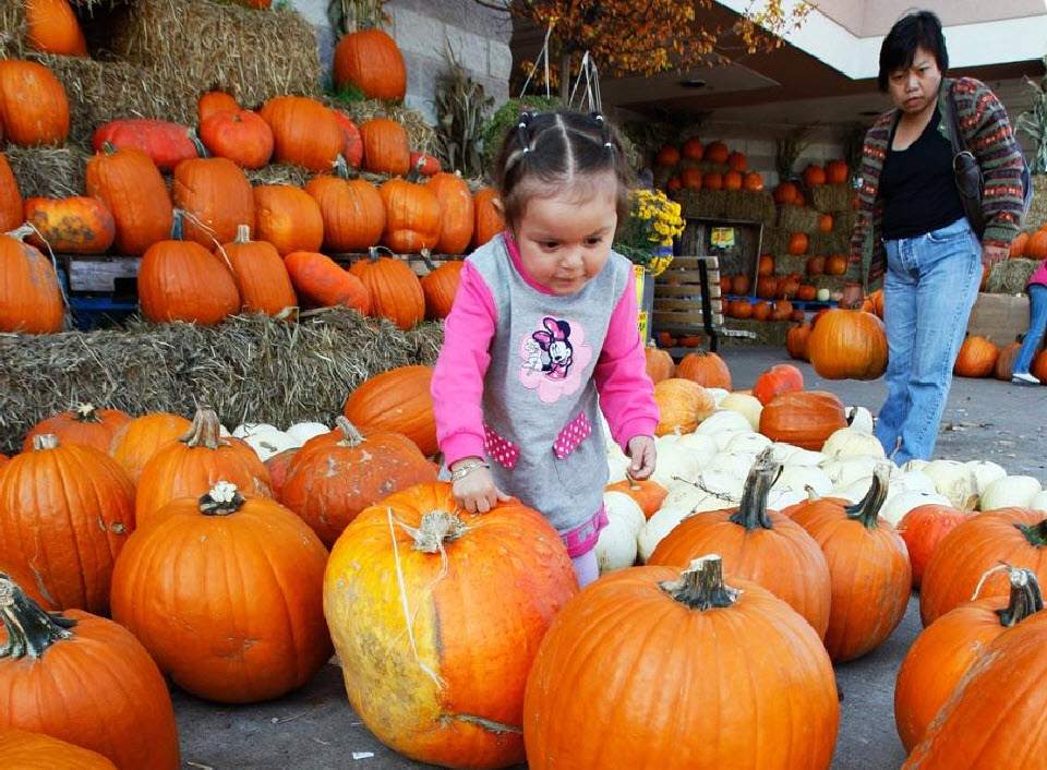 Двухлетняя Шейла Посадас из Чикаго выбирает подходящую тыкву на рынке (Fresh Farms) в Чикаго 18 октября. (Nam Y. Huh, AP)
