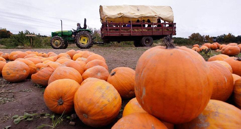 Трактор везет повозку с детьми по тыквенному полю на ферме Смолак в Северном Андовере, штат Массачусетс, 15 октября. (Charles Krupa, AP)