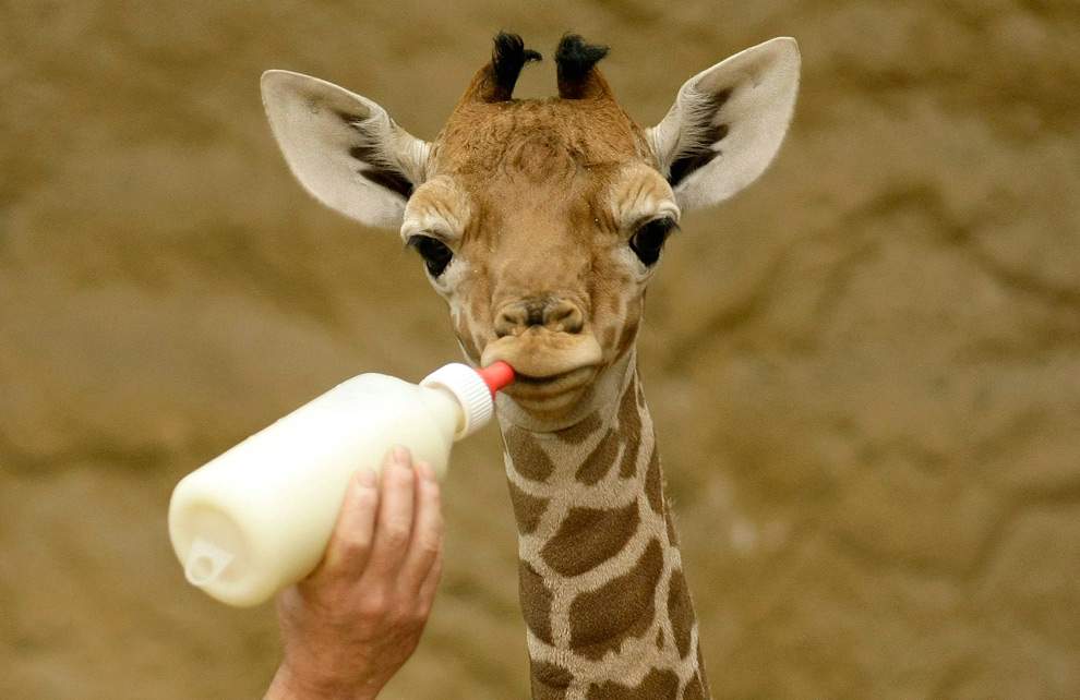 Смотритель зоопарка дает молоко новорожденному детенышу жирафа 