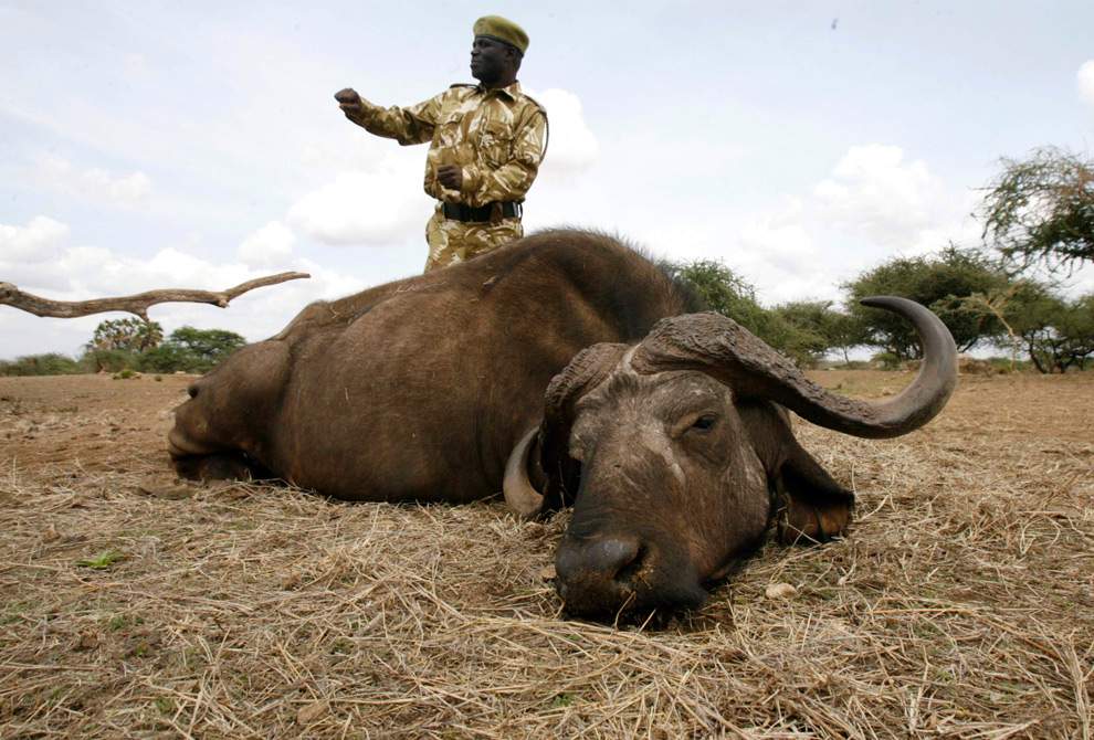 Работник службы спасения диких животных в Кении стоит перед трупом буйвола, погибшего от продолжительной засухи