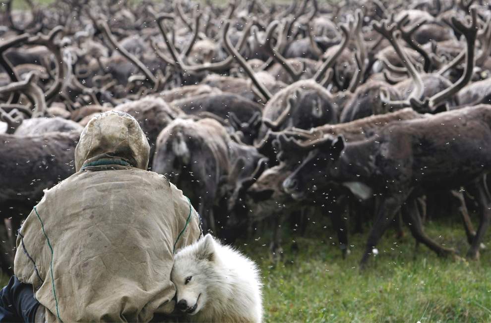 Ненец сидит перед стадом северных оленей