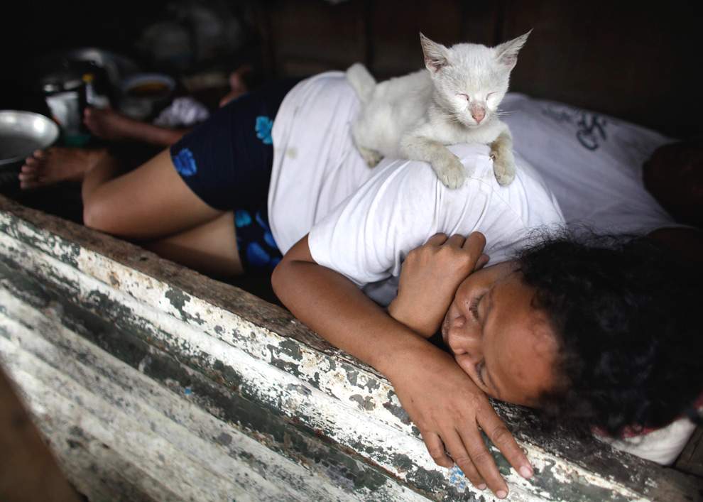 Женщина спит со своим котом в эвакуационном центре для жертв наводнений от тайфуна Кетсана в городе Тайтай