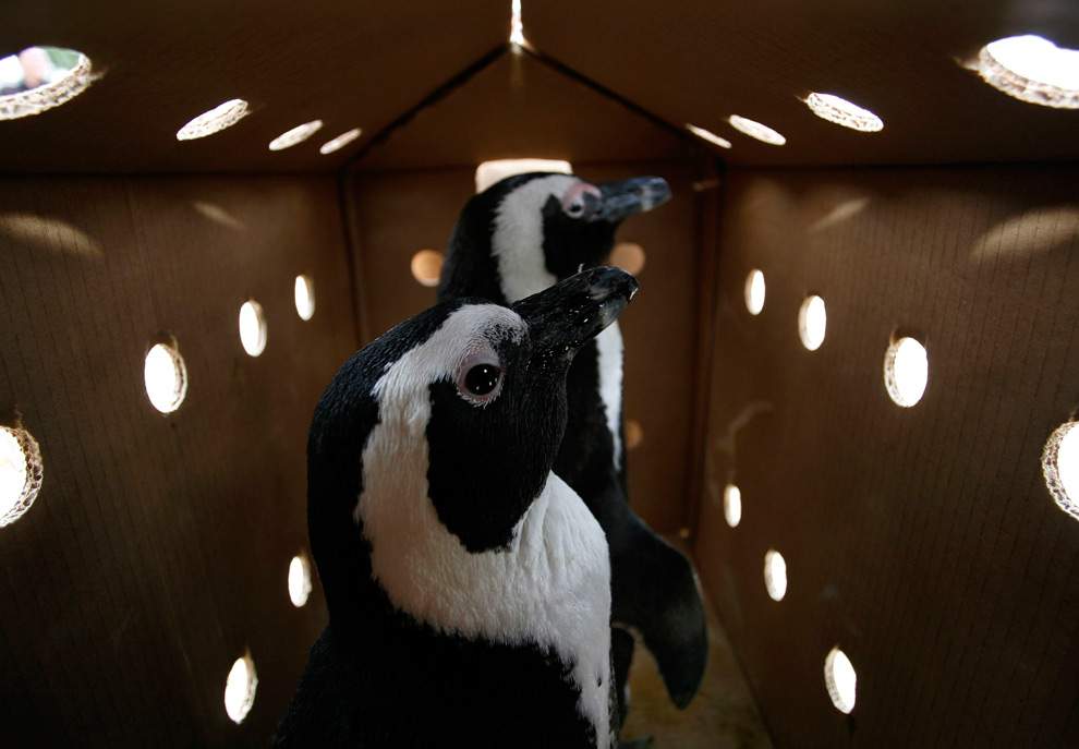 Африканские пингвины