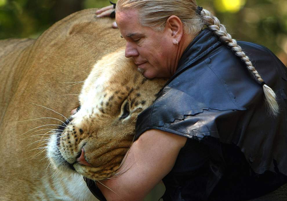 Гибрида льва и тигра-лигр