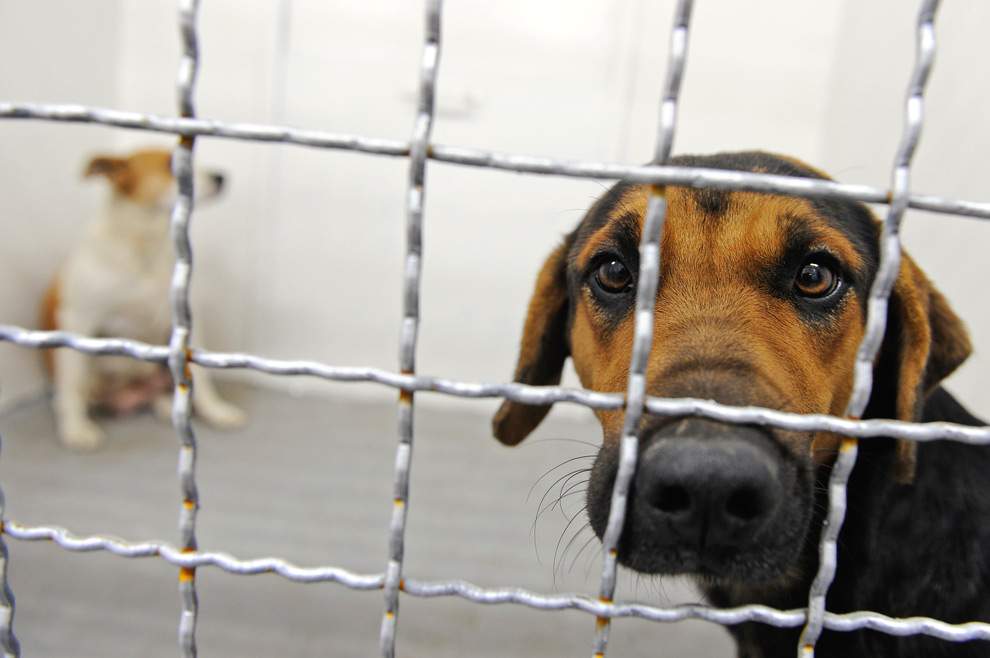 Пойманные бездомный собаки в клетке