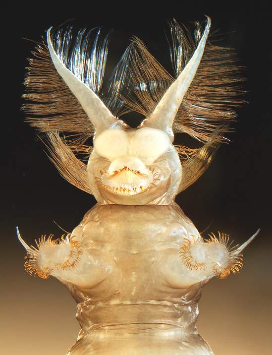 Фабрис Парэ, DIREN Нормандия, Эрувиль-Сан-Клер, Франция. Водная личинка ибисовой мухи (Atherix ibis) (25x) Стереомикроскоп