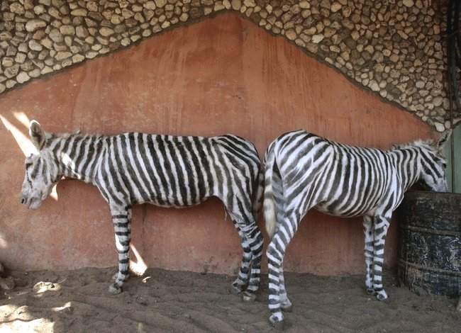 двух ослиц перекрасили в зебр, настоящие погибли от голода.