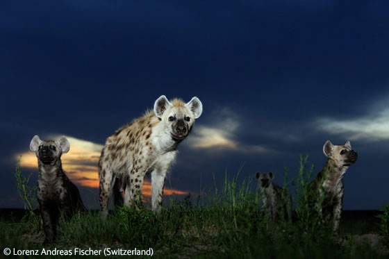 Фотографии животных и природы, ставшие победителями конкурса Wildlife Photographer 2009.