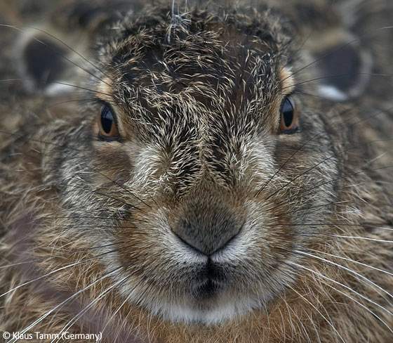 Фотографии животных и природы, ставшие победителями конкурса Wildlife Photographer 2009.