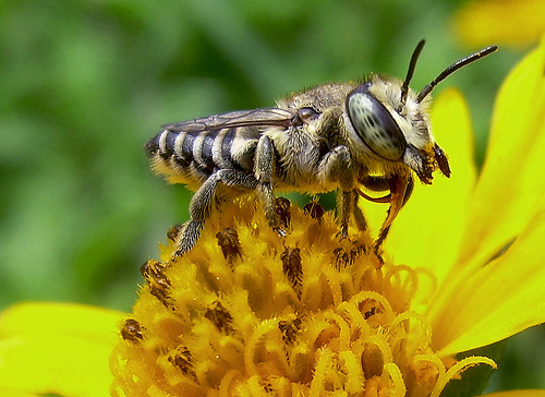у пчел около 5,5 тыс. крошечных линз в каждом глазу