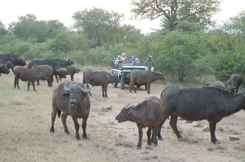 животные, национальный парк ЮАР
