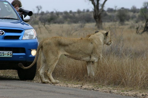 животные, национальный парк ЮАР