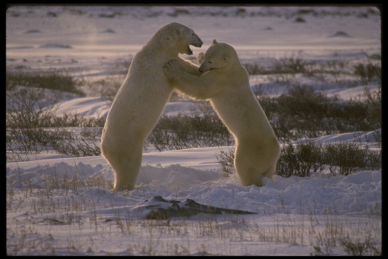 белый медведь, полярный медведь, Polar Bear
