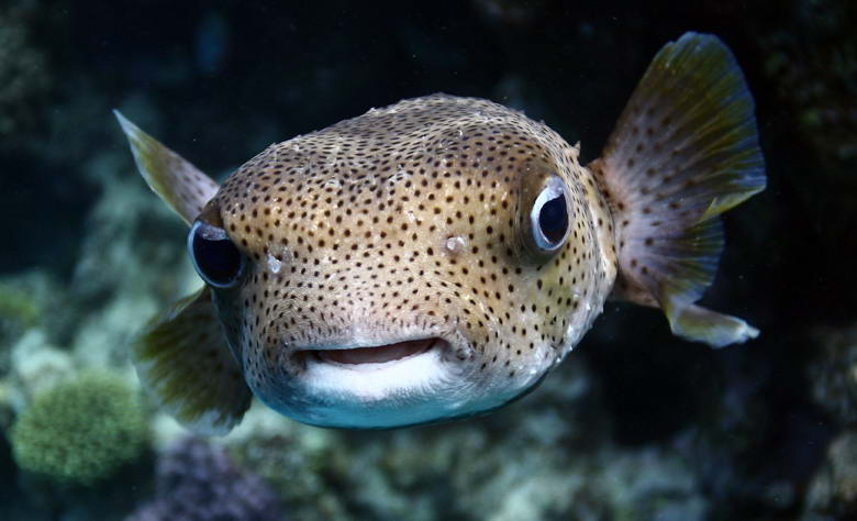 Рыбы реагируют на стрессовую ситуацию увеличенным выбросом крови.