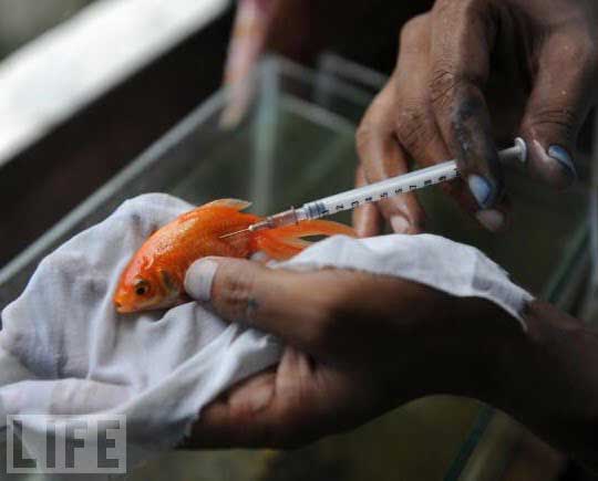 Рыбная больница в Индии, является единственной в своем роде.