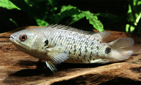 Анабас, или рыба-ползун, обитающая в Южной Азии, единственная рыба, выходящая на сушу и даже влезающая на деревья.