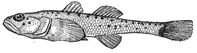 В прибрежных водах Черного и Азовского морей встречается самая маленькая морская рыбка наших морей — бычок Книповича.