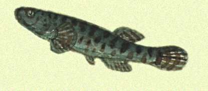 Редкая рыба даллия, или черная рыба, живущая в небольших реках и болотах Чукотки, считается самой морозостойкой рыбой.