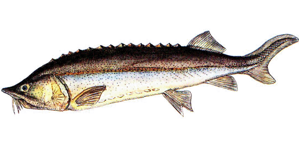 Самая дорогостоящая рыба - российская белуга (Huso huso).