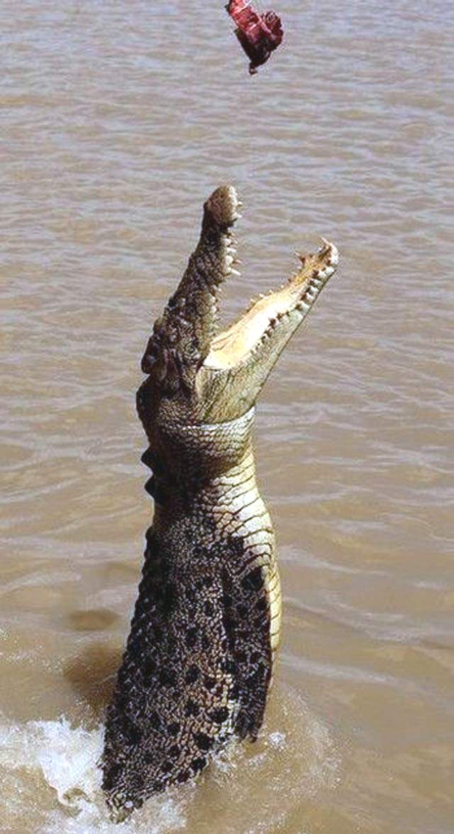 Этот гигантский крокодил обитает в реке Аделаида, что неподалеку от города Дарвин в Австралии.